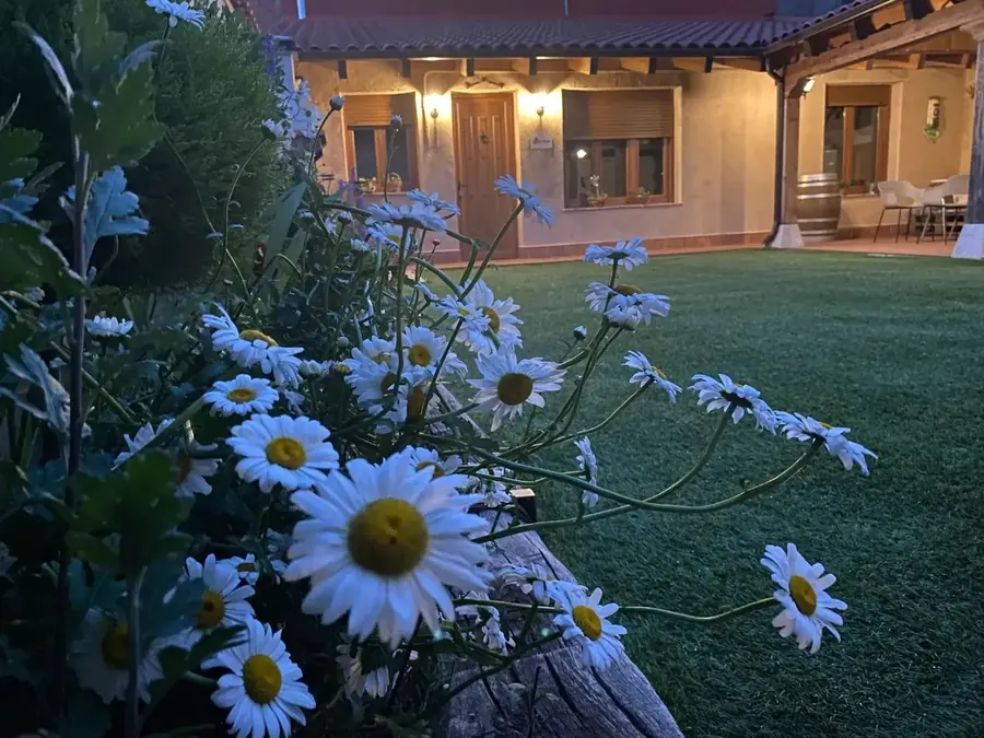 Margaritas en el jardín con la casa iluminada al fondo